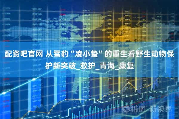 配资吧官网 从雪豹“凌小蛰”的重生看野生动物保护新突破_救护_青海_康复