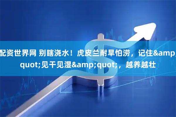 配资世界网 别瞎浇水！虎皮兰耐旱怕涝，记住"见干见湿"，越养越壮